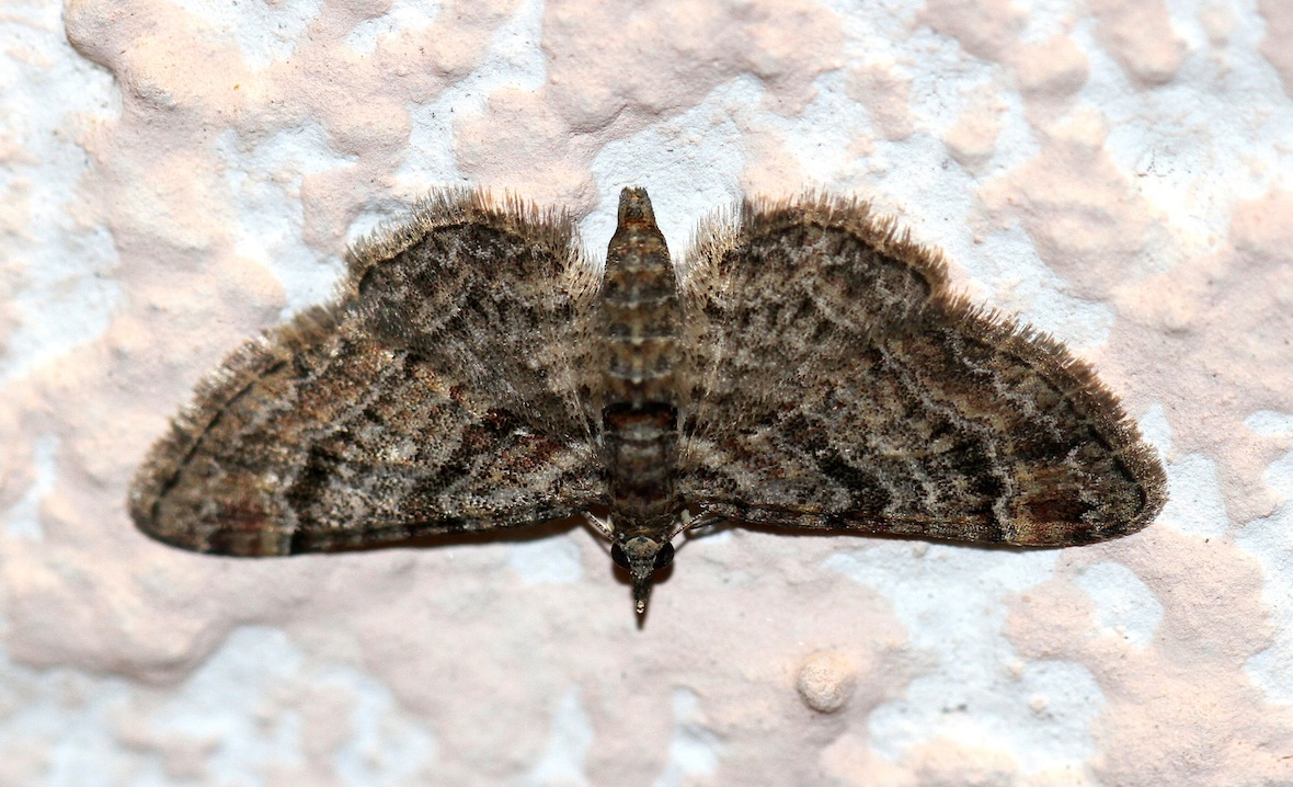 Id falena